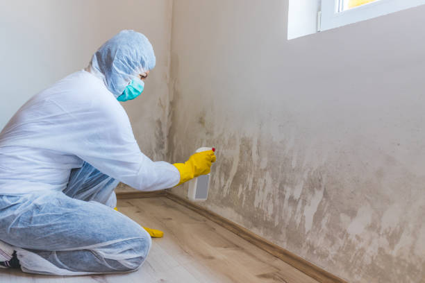Licensed Mold Inspection service in Chalfont, PA - WQB Mold Removal