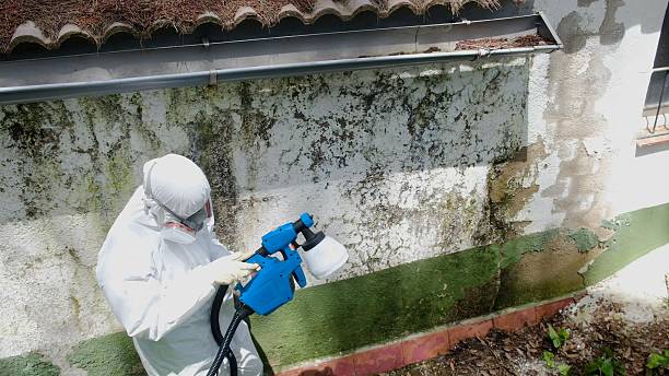 Top rated local Mold Inspection specialists in Chalfont, PA